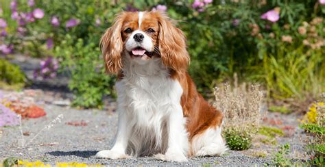 manila spaniel|Cavalier King Charles Spaniel Dog Breed Info & Characteristics.